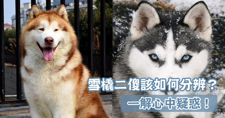 萌寵 狗狗 哈士奇 品種 阿拉斯加雪橇犬 西伯利亞雪橇犬 犬種 雪橇三傻 薩摩耶